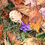 autumn-h-20041009-144x144.jpg