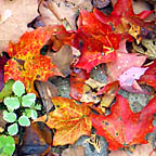 autumn-q-20041009-144x144.jpg
