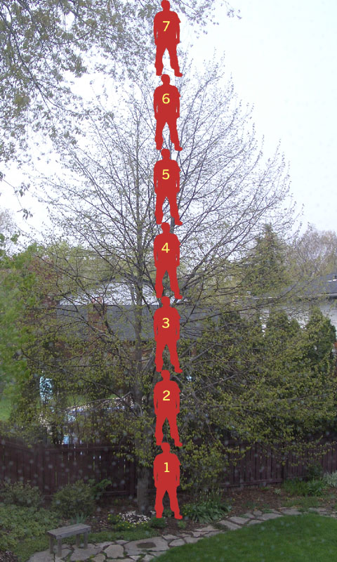 Seven instances of a 1.75 m human silouette superimposed upon the 
	Little Leaf Linden.