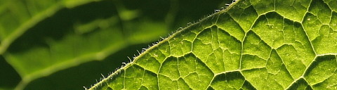 Title Image