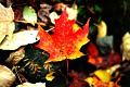 photo-autumnal-maple-leaf