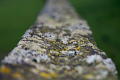 photo-fence-lichen