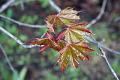 photo-budding-maple