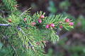 photo-budding-conifer