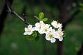 photo-hawthorne-blossoms