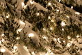 photo-tree-lights
